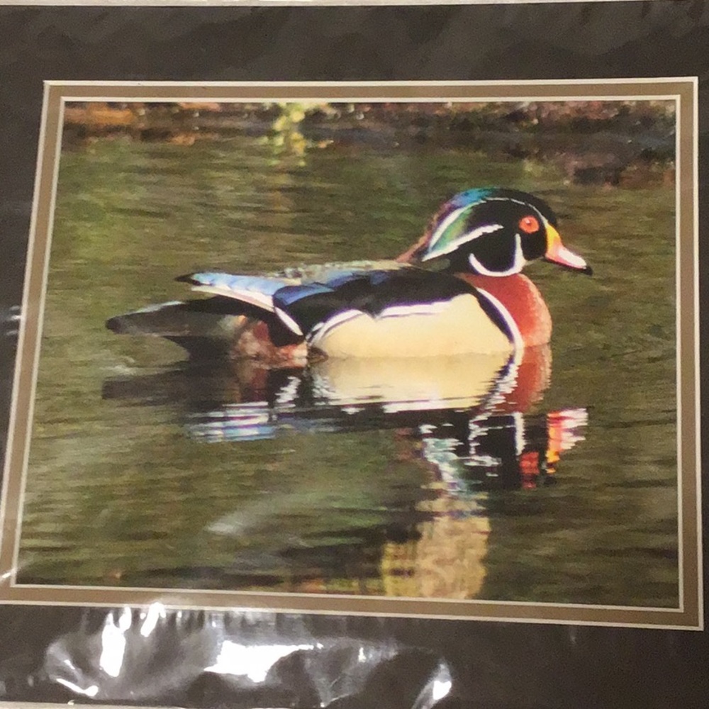 Wood Duck print, frame is 14”x11”, never opened